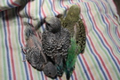 121104 --- Gruppbild av R1, R2 och R3
